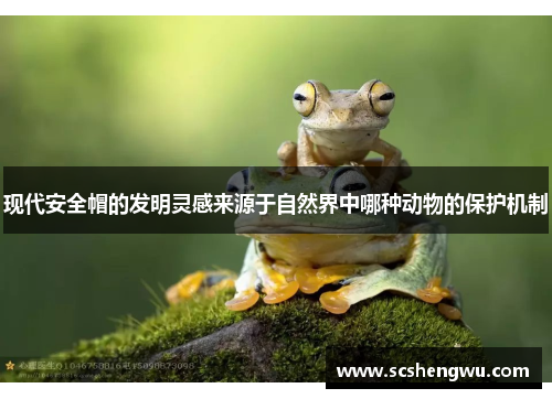 现代安全帽的发明灵感来源于自然界中哪种动物的保护机制