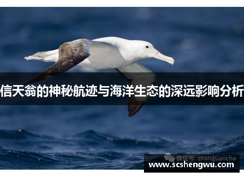 信天翁的神秘航迹与海洋生态的深远影响分析